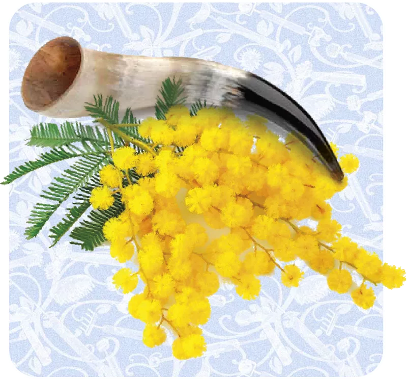 matériaux naturels corne et mimosa en Dien Chan